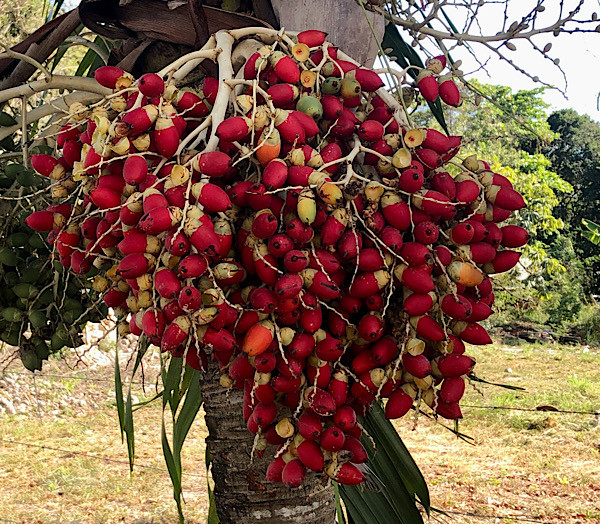 Coconuts